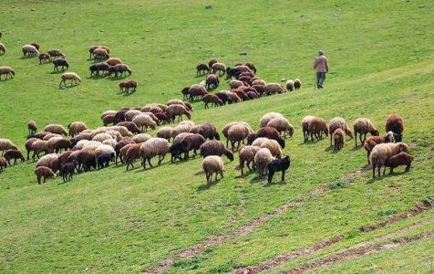 صدور پروانه چرا برای 600 هزار واحد دامی در همدان