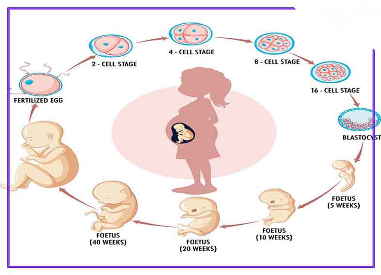 هفته به هفتهٔ رشد جنین: جدول زمانی رشد جنین در دوران بارداری