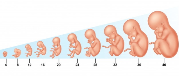هفته به هفتهٔ رشد جنین: جدول زمانی رشد جنین در دوران بارداری