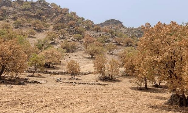 پروانه برگ خوار ۴۱ هزار هکتار از جنگل های لرستان را آلوده کرد - خبرگزاری رودخان | اخبار ایران و جهان