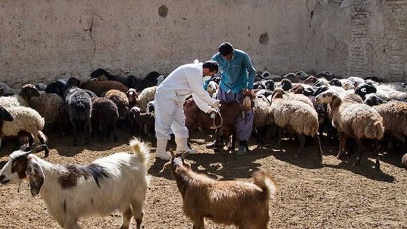 یک میلیون و ۷۷۹ هزار راس دام در ایلام بر علیه بیماری طاعون واکسینه شد - خبرگزاری رودخان | اخبار ایران و جهان