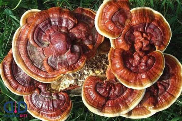 گانودرما چه احتیاط هایی در استفاده از گانودرما ضروری است؟
