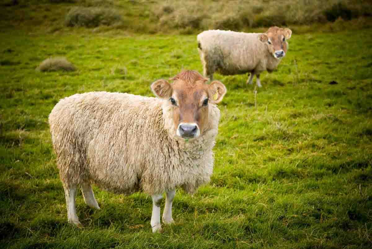 حقایقی که در مورد پودر ماهی برای دام نمی دانید!