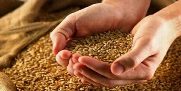 قیمت جدید گندم اعلام شد/ جزییات جدید درباره پرداخت مطالبات گندم‌کاران