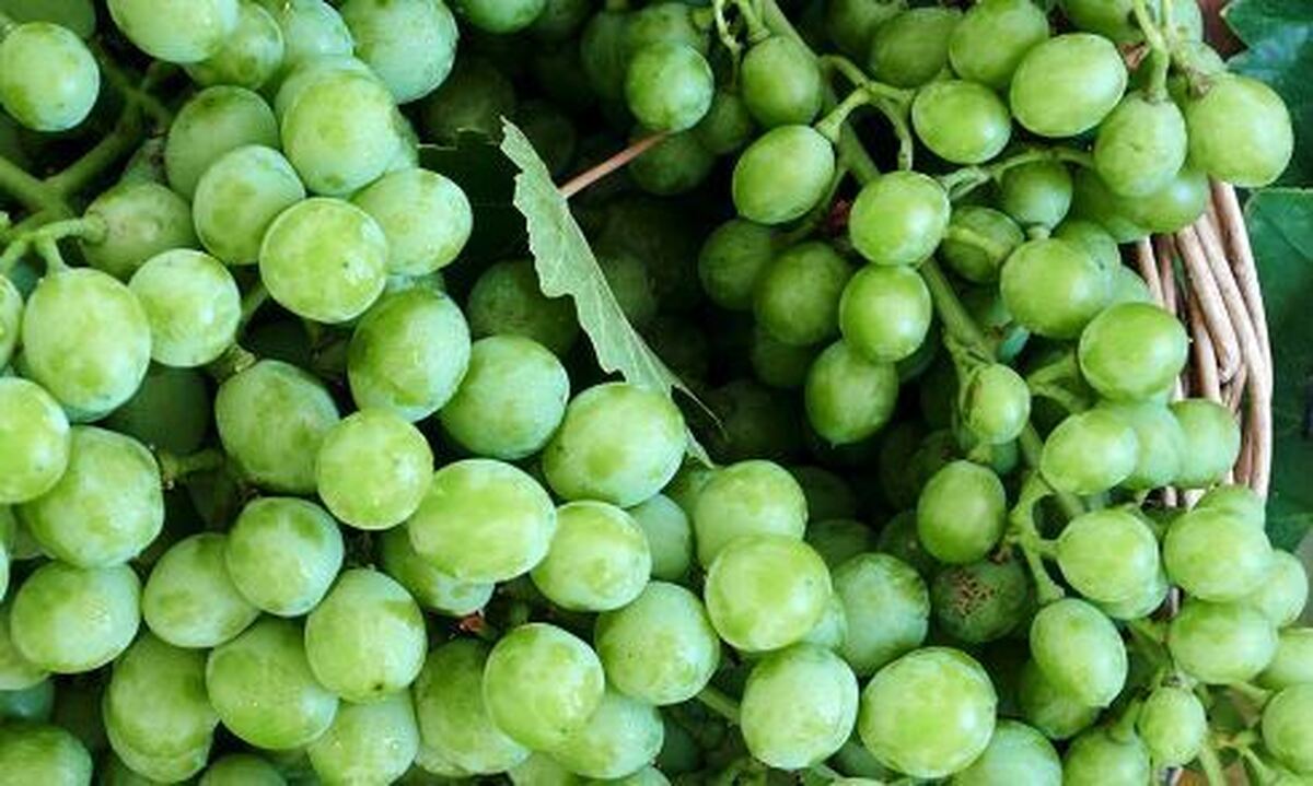 راز موفقیت باغداران بزرگ؛ چرا بعضی انگورها مشتریِ آماده دارند؟