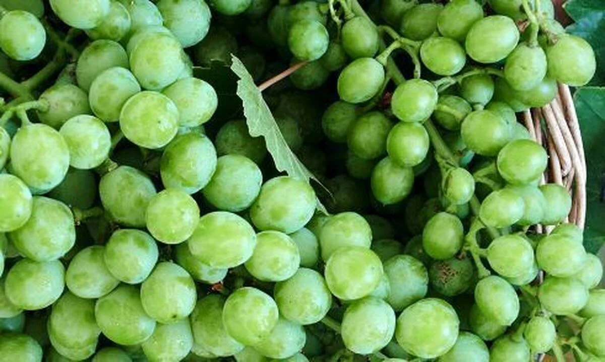 راز موفقیت باغداران بزرگ؛ چرا بعضی انگورها مشتریِ آماده دارند؟