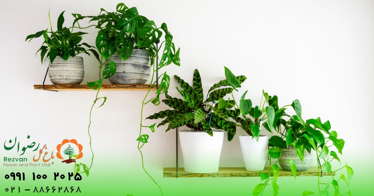 ۱۰ فایده نگهداری از گل‌ آپارتمانی | چرا داشتن گیاه در خانه ضروری است؟