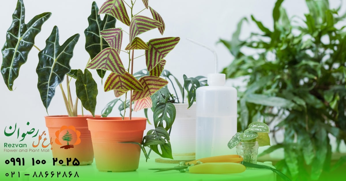 طبیعت | استرس ۱۰ فایده نگهداری از گل آپارتمانی | چرا داشتن گیاه در خانه ضروری است؟